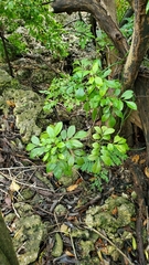 Trichilia havanensis