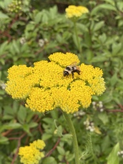 Bombus sylvicola