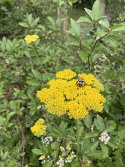 Bombus sylvicola