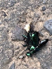 Macraspis rufonitida