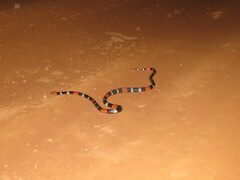 Micrurus lemniscatus