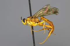 Aoplus monotonus