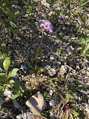 Primula laurentiana