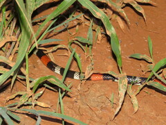 Micrurus lemniscatus