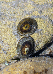Lottia fenestrata