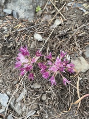 Allium crenulatum