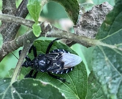 Apiomerus longispinis