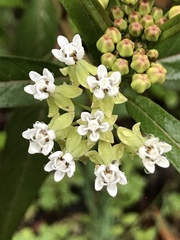 Asclepias nivea
