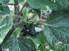 Apiomerus longispinis