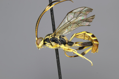 Cratichneumon paratus