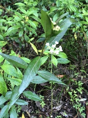 Asclepias nivea