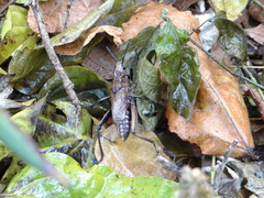 Dictyophorus griseus