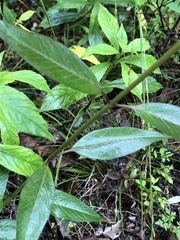 Asclepias nivea