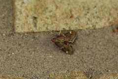 Hypsopygia intermedialis