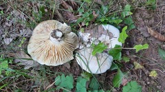 Lactifluus bertillonii