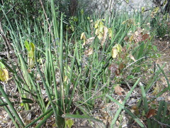 Sansevieria pearsonii