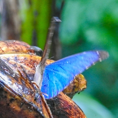 Morpho menelaus