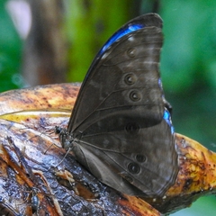 Morpho menelaus