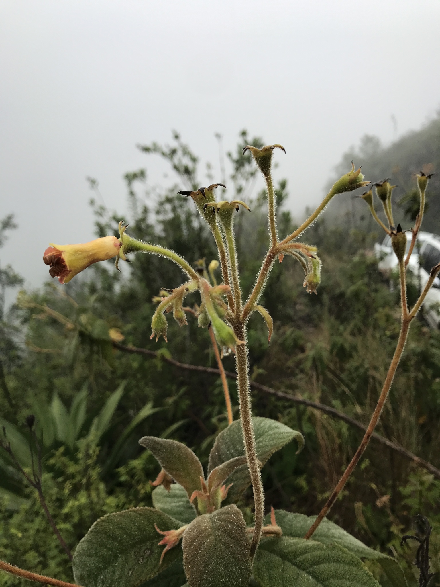 Rhytidophyllum lanatum