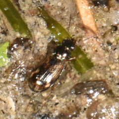 Bembidion versicolor