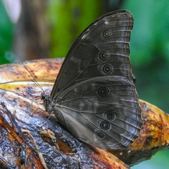 Morpho menelaus