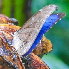 Morpho menelaus