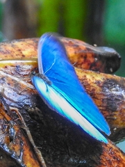 Morpho menelaus