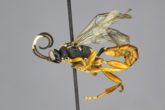 Cratichneumon pseudanisotae