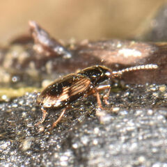 Bembidion versicolor