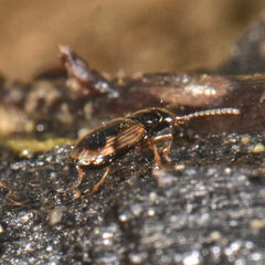 Bembidion versicolor