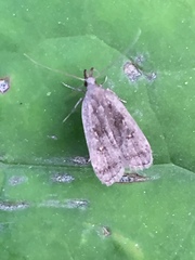 Dichomeris juncidella