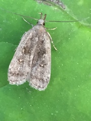 Dichomeris juncidella