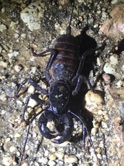 Mastigoproctus proscorpio