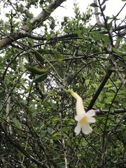 Amphilophium lactiflorum