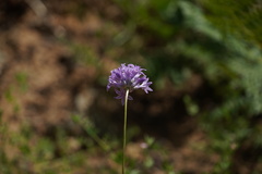 Dichelostemma multiflorum
