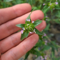 Collomia linearis