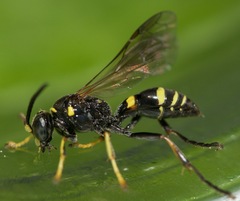 Gorytes atricornis