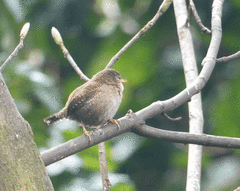 Troglodytes troglodytes