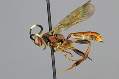 Cratichneumon pteridis