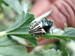 Calligrapha dislocata