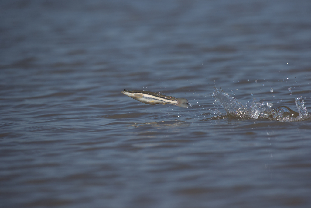 Four-eyed Fishes