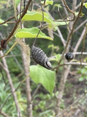 Helicteres jamaicensis