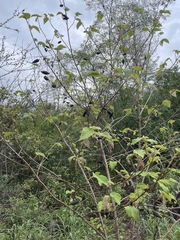 Helicteres jamaicensis