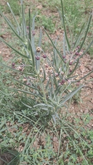 Asclepias brachystephana
