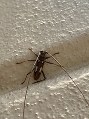 Eburia chemsaki