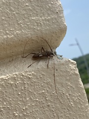 Eburia chemsaki