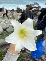 Lilium longiflorum scabrum