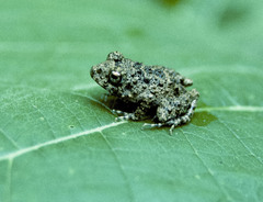 Oreobates quixensis