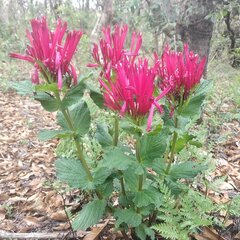 Spigelia longiflora