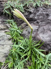 Lilium longiflorum scabrum